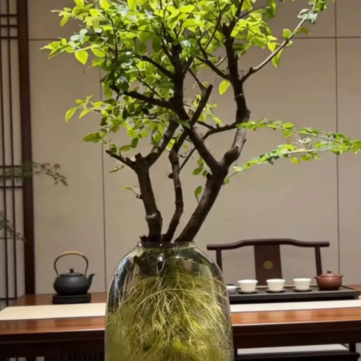 高端水培小叶女贞与毛叶丁香鲜切枝室内绿植好养易活