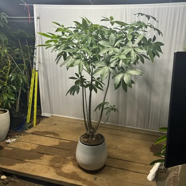 丛生发财树大型绿植盆栽室内客厅净化空气好养活