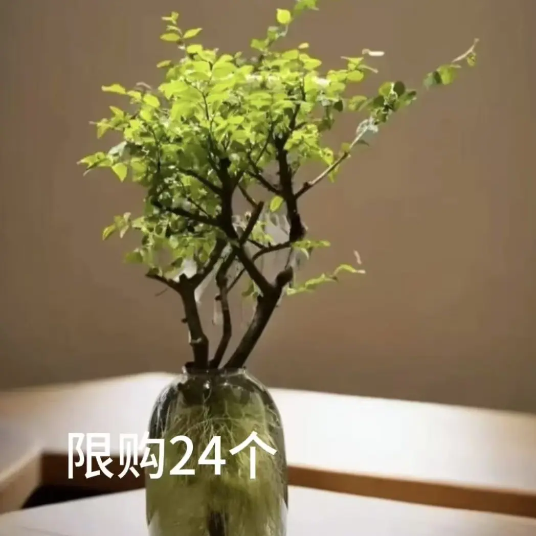 小叶女贞高端水培鲜切枝室内软装绿植摆件