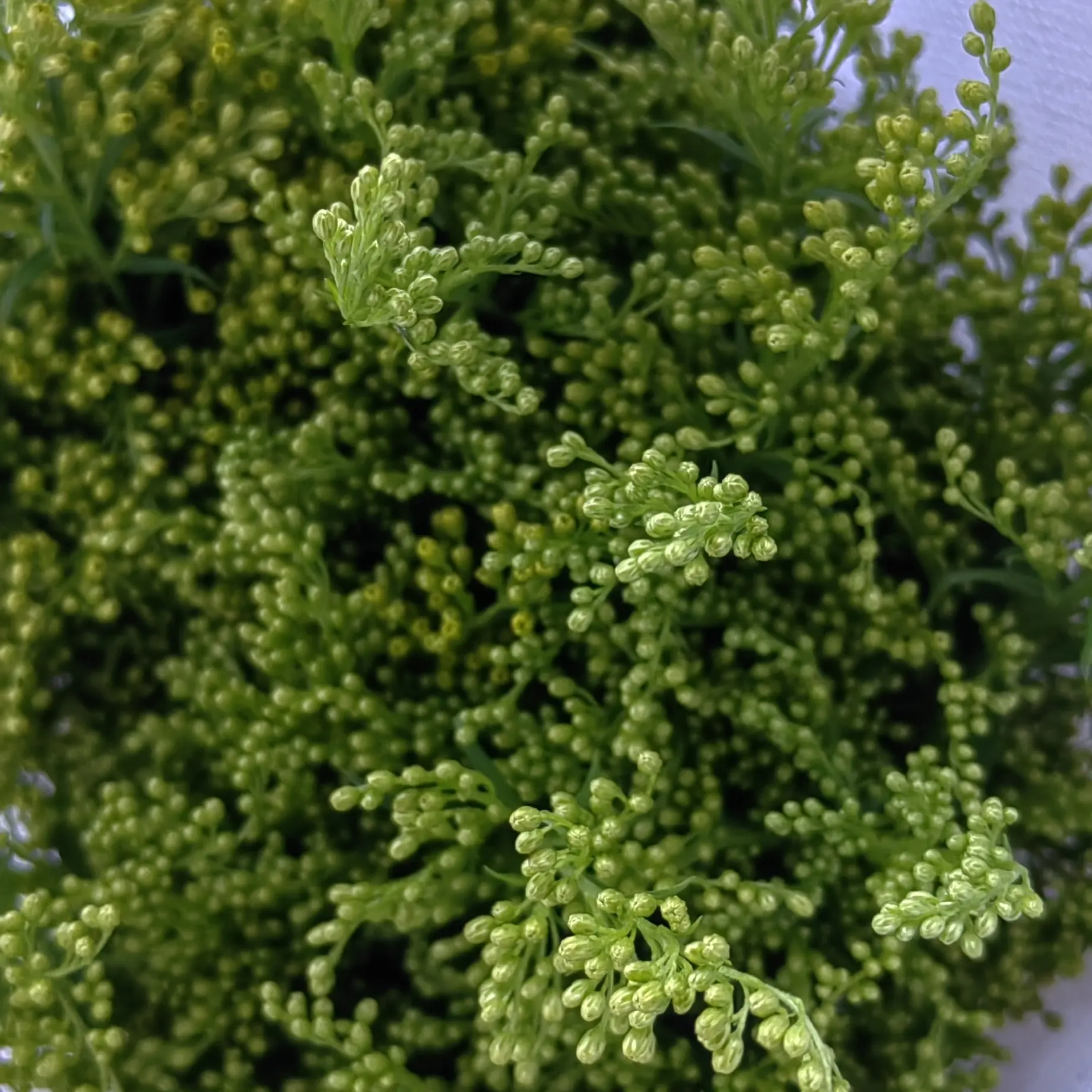 高品质A级鲜花配草云南基地直发鲜切花水养插花