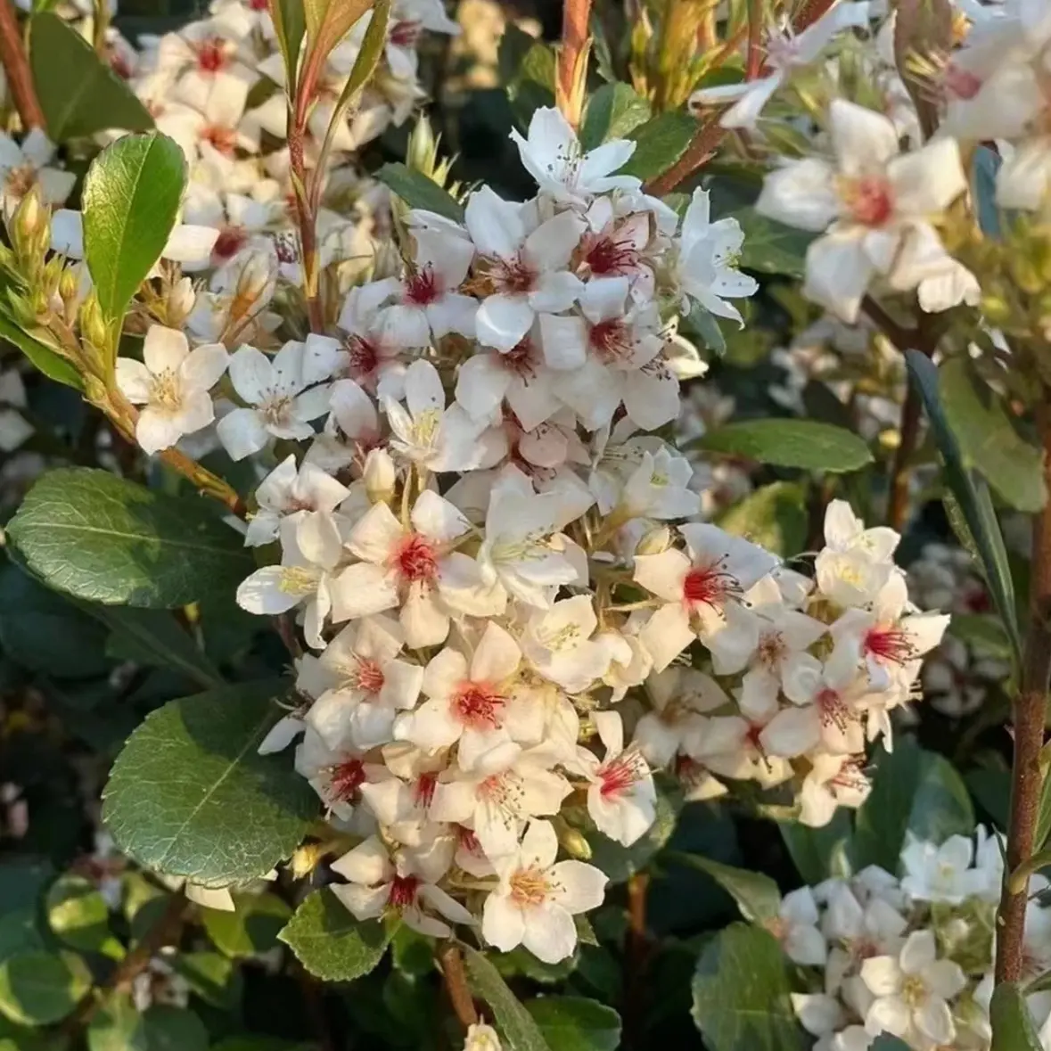 春花海岛绿植花卉盆栽室内外盆景素材石斑木茶台飘枝