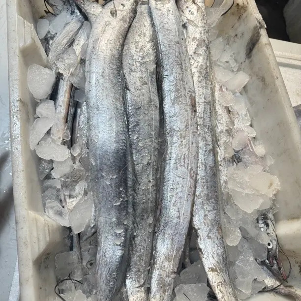 正宗东海小眼带鱼新鲜整条油带网捕速冻顺丰发货冷水海捕带鱼