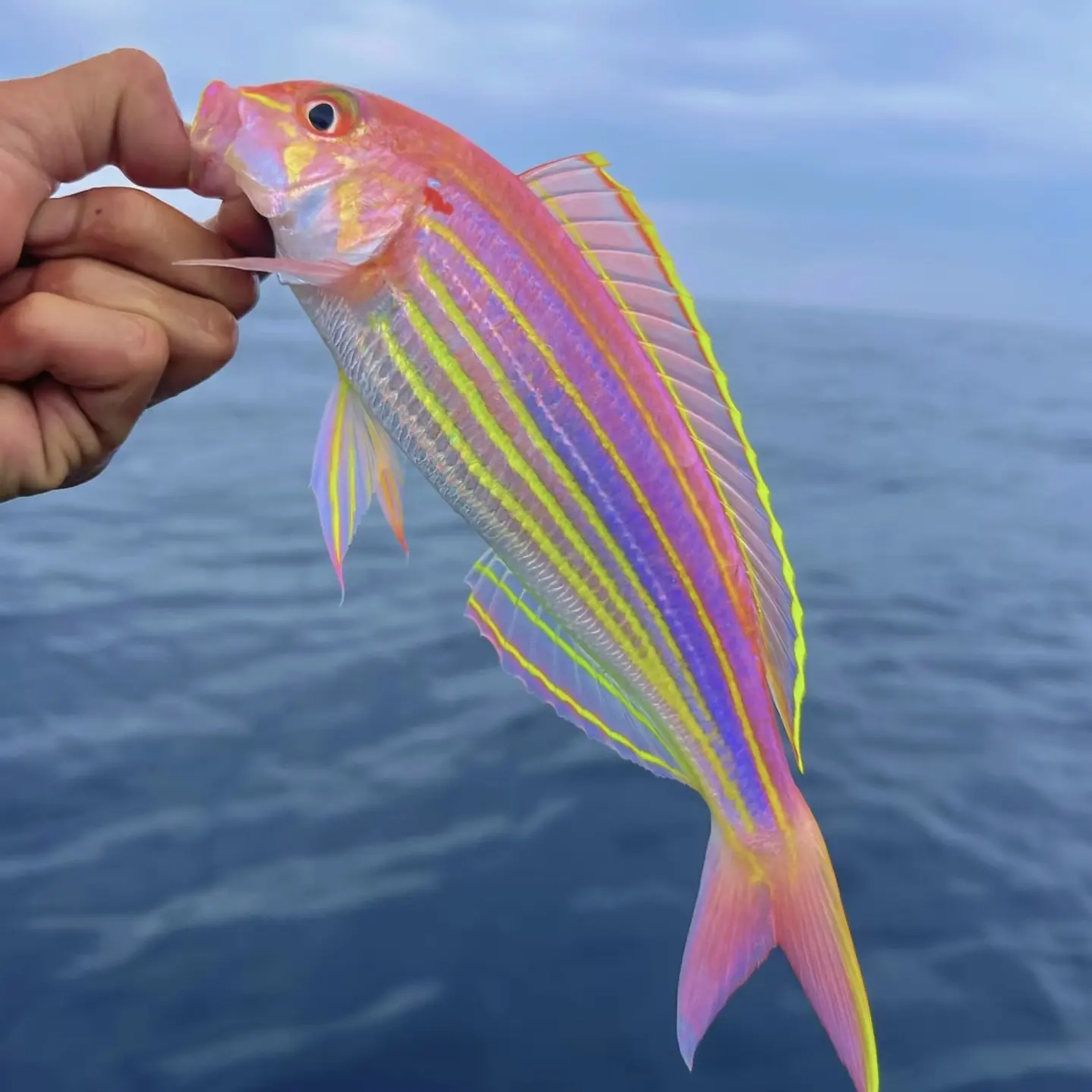 海鲜金丝鱼大号正宗海捕金线鱼新鲜海鱼刀里鱼鲜活冰鲜顺丰一整箱