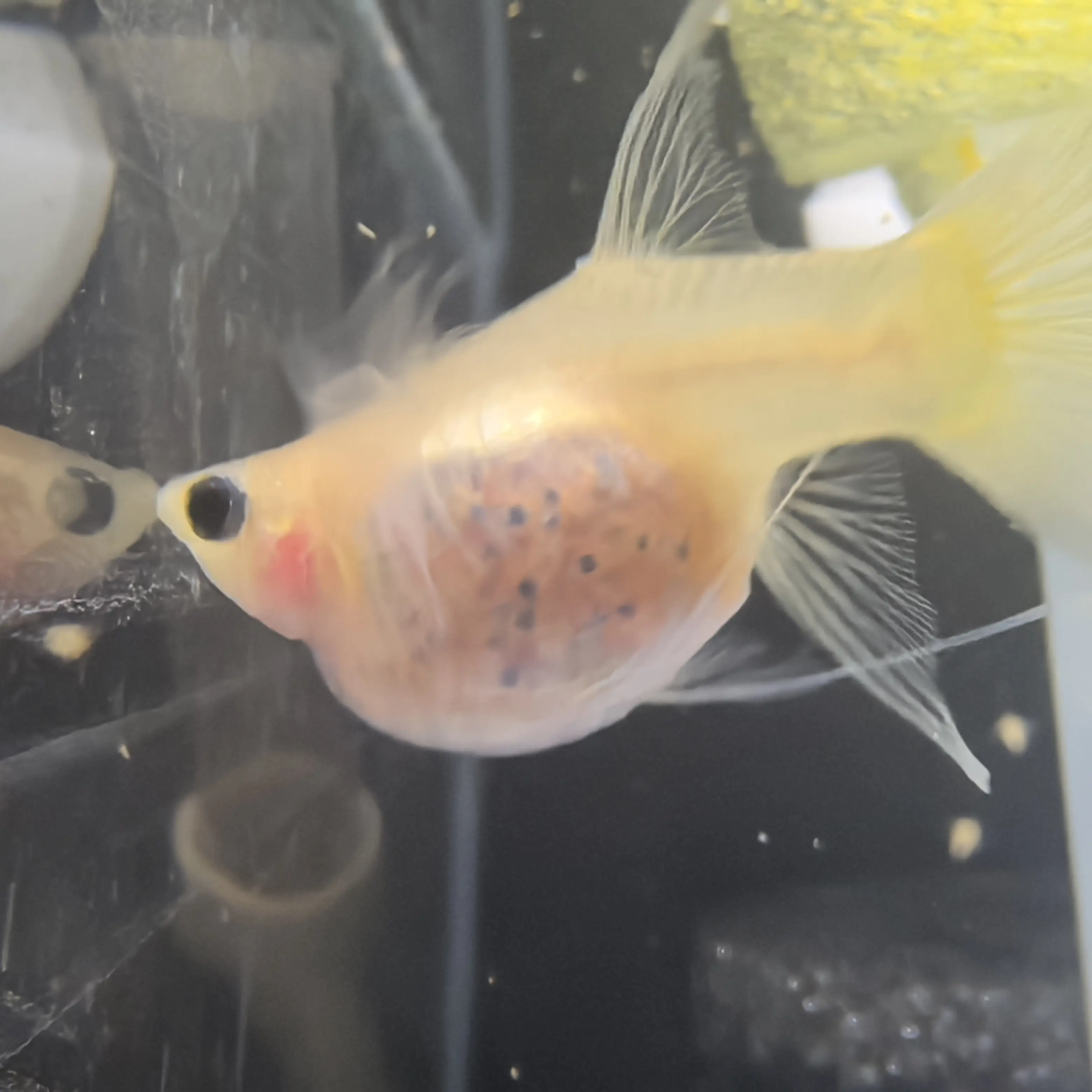 专拍链接孔雀鱼观赏鱼活体淡水热带鱼好养耐活