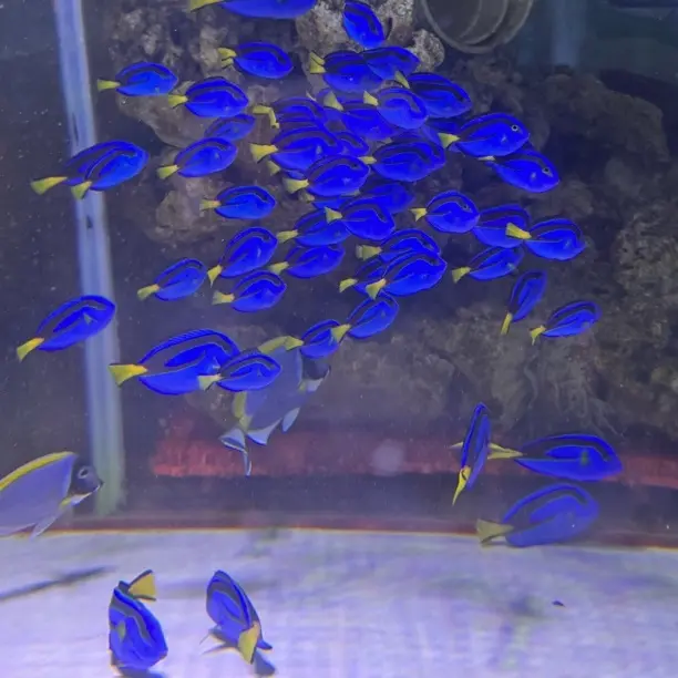 蓝吊海水观赏鱼多莉活体养定开口检疫运损包赔顺丰发货好养耐活