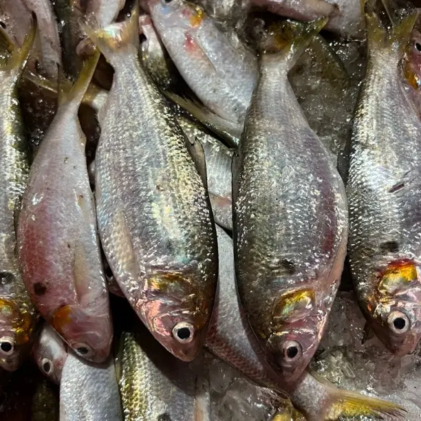 本港海捕海黄鱼流西黄鱼肉质细腻小刺多顺丰冷链新鲜发货