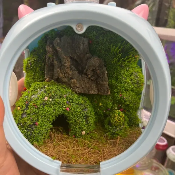 泡泡玛特生态箱送两个小虫