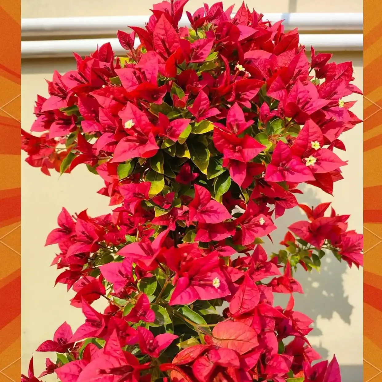 （佩德罗）三角梅盆栽带花四季开花耐热好养适合庭院阳台的绿植