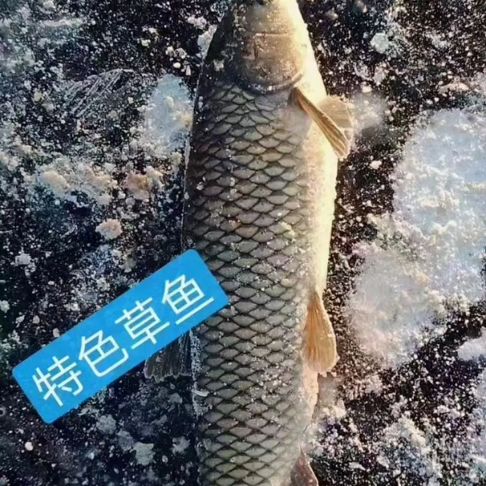 东北冷水野生草鱼8斤一20斤（一条）冷冻发货