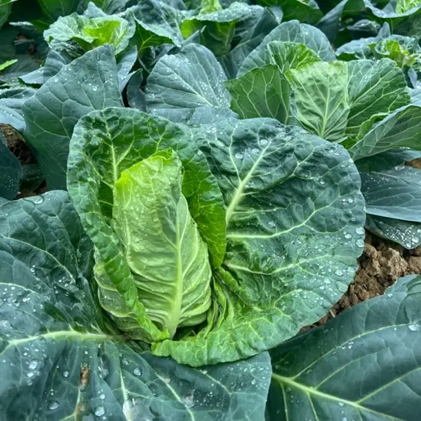 贵州农家露天种植新鲜牛心包菜甘蓝包菜莲花白菜现摘现发