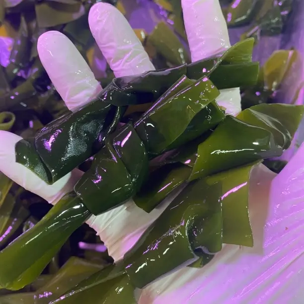 盐渍海带结无沙海带小扣净重5斤