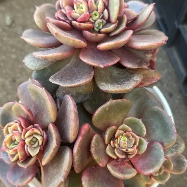 大红袍多肉植物室内外绿植好养易活净化空气