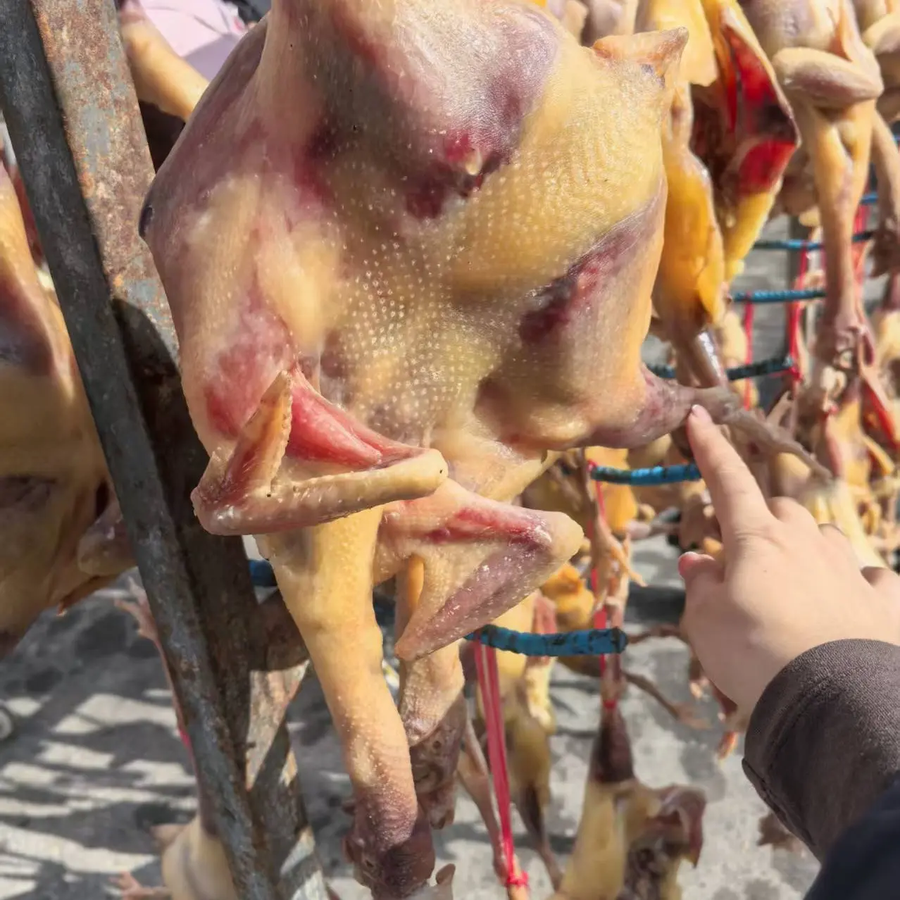 州溧阳农家腊鸡咸鸡风味鸡活鸡现杀腌制无添加