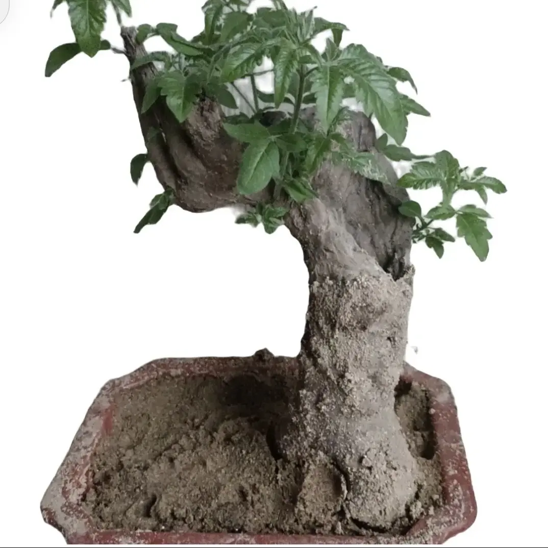 榆树提根造型老桩盆栽小型怪形绿植室内好养桌面常绿禅意盆景