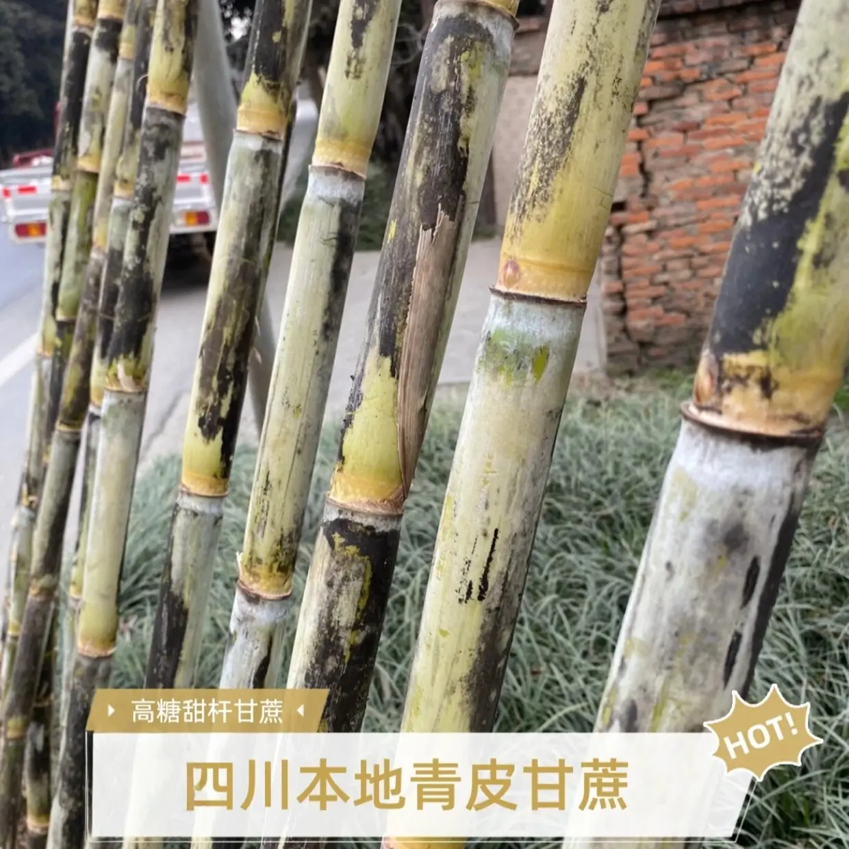 四川本地新鲜应季青皮甘蔗水果鲜甘蔗黑皮甘蔗现砍现发