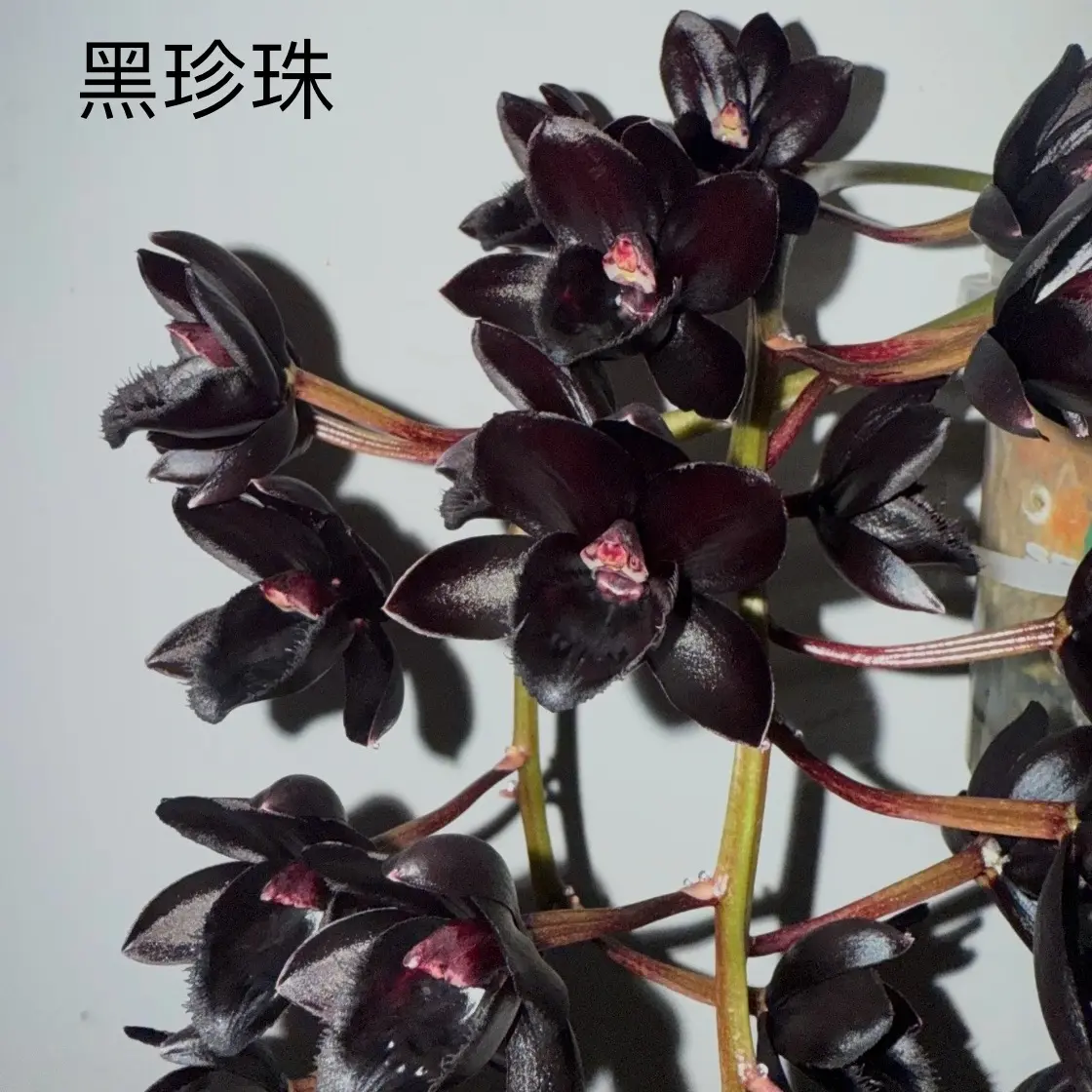 黑珍珠飘唇兰浓香型室内外好养易活花卉绿植盆栽