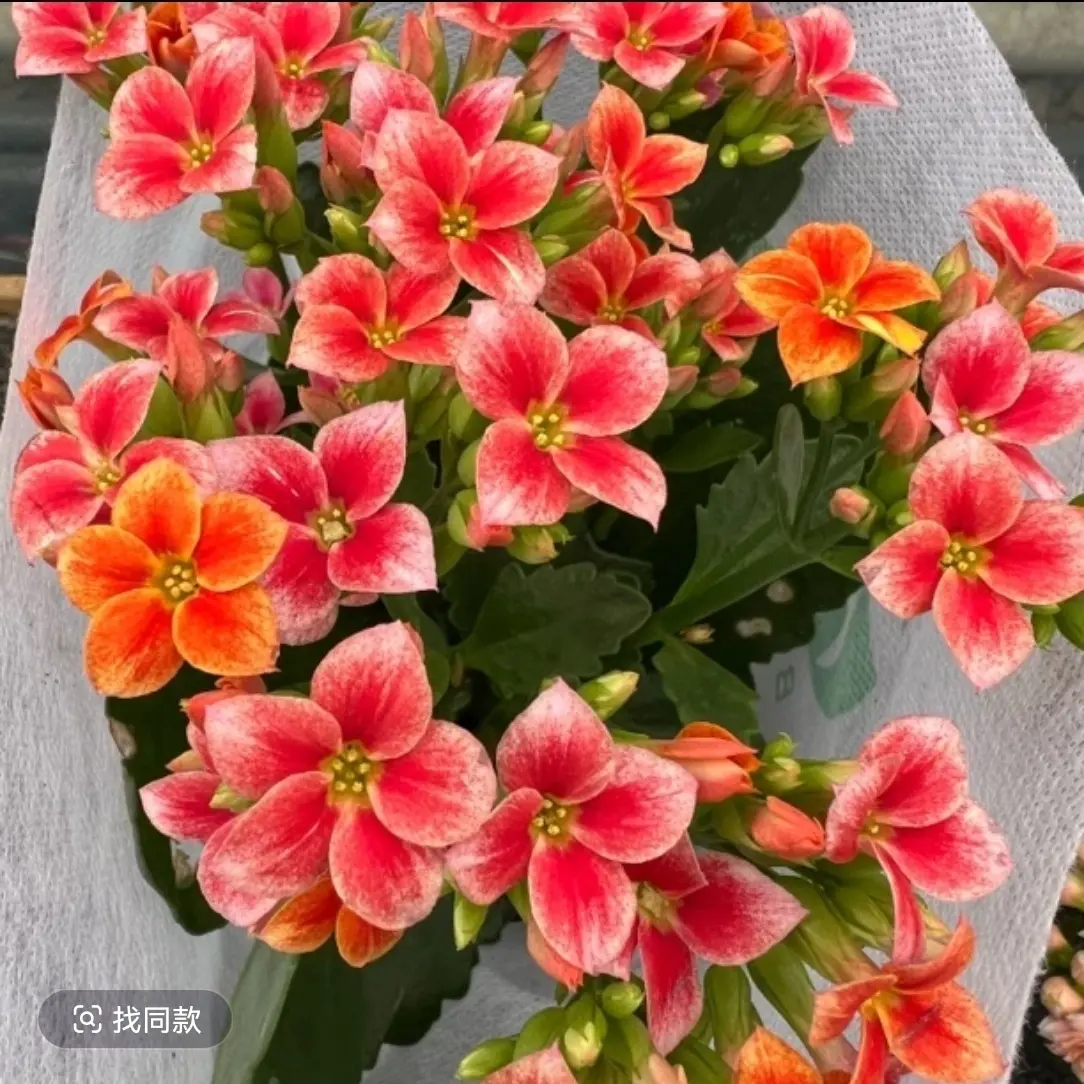 长寿花（丹霞）130大盆  打顶苗 