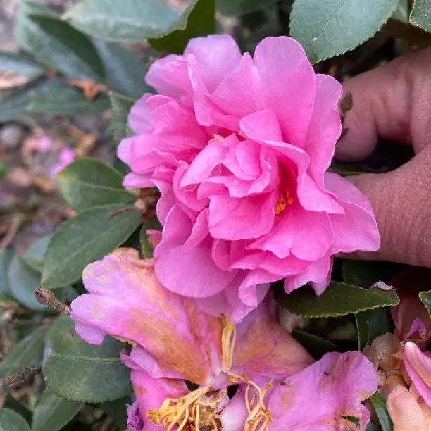 四季浓香型山茶花树苗室内外庭院阳台好养花卉