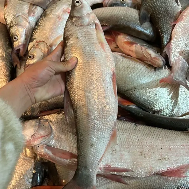 安徽生态野生红尾鱼新鲜现杀顺丰发货
