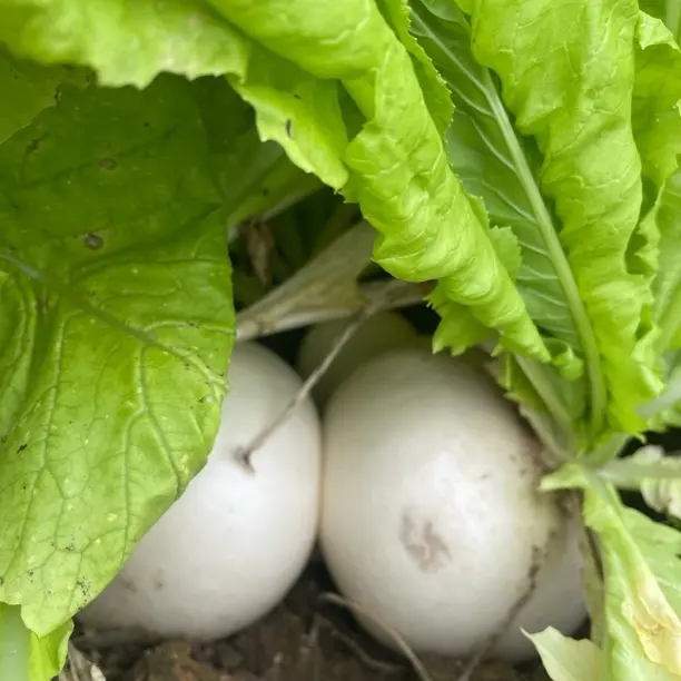 贵州高山农家新鲜圆白萝卜汁多脆嫩清甜蔬菜食材