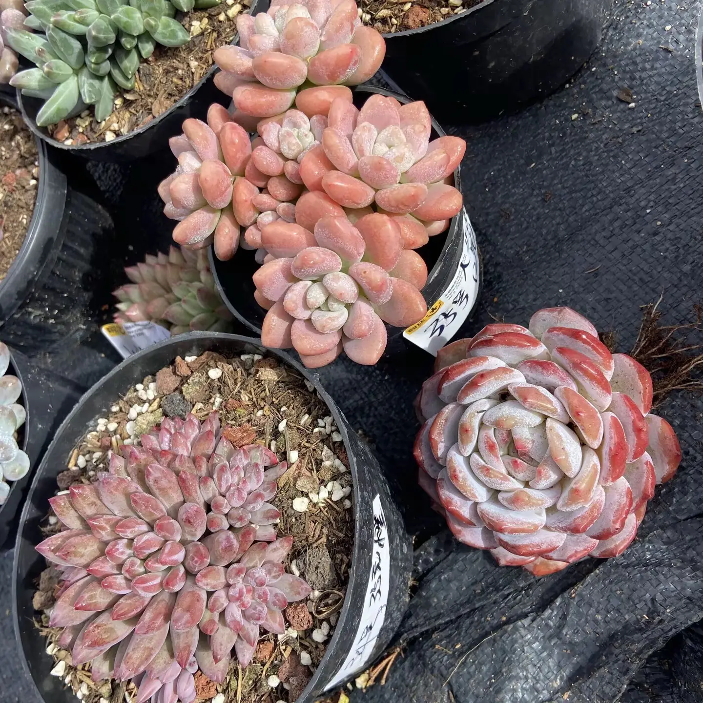 多肉植物多种款式包邮发货