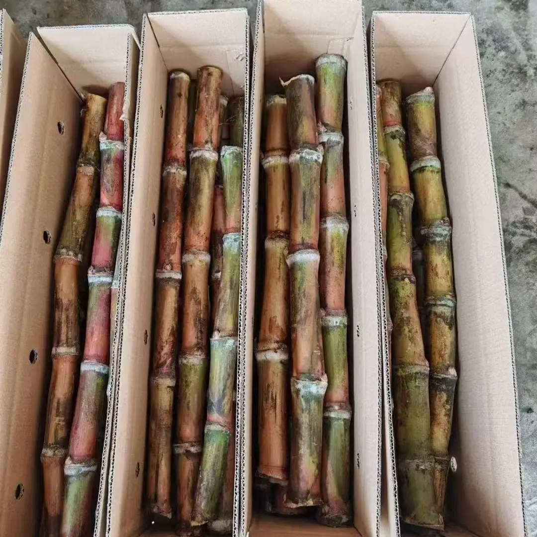 云南红皮脆皮甘蔗现砍现发脆甜多汁高山种植绿色水果