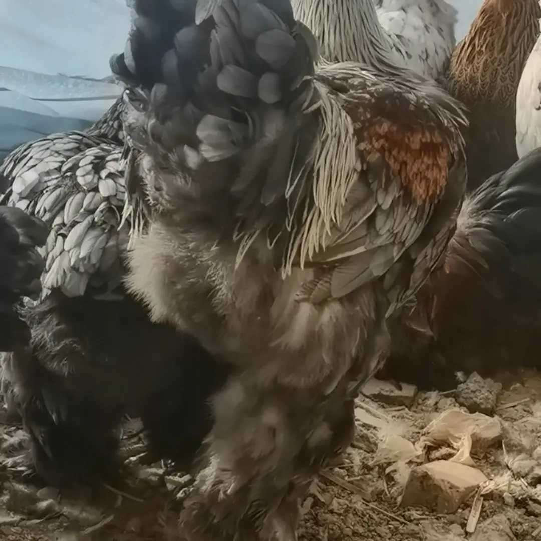 婆罗门种公鸡，铅笔纹灰三彩色，包邮包活