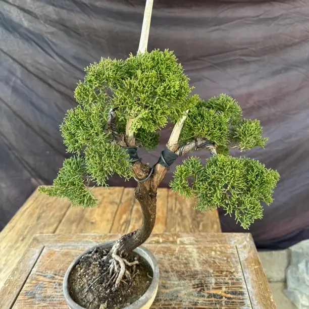 老桩珍珠柏小品盆栽盆景所见即所得素材专链