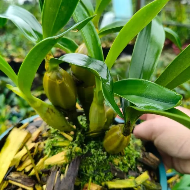 鼓锤石斛不用土种植的特色绿植（种好盆）