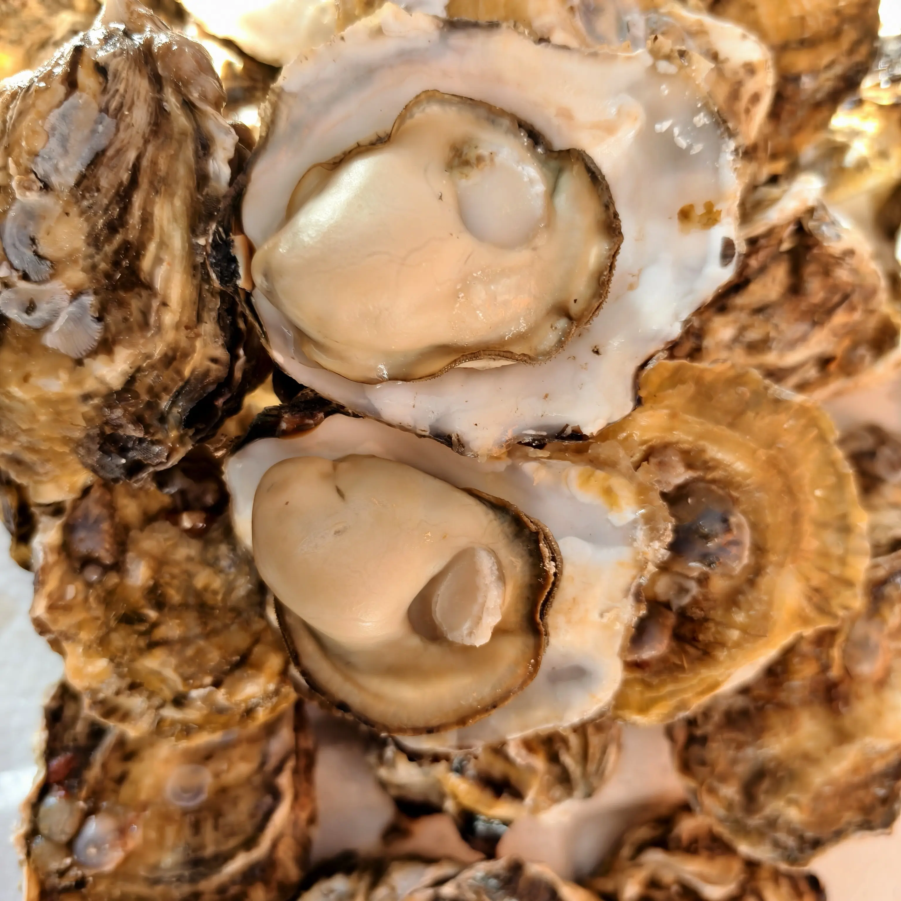 乳山吊绳生蚝又鲜又肥单只1-2两净重10斤