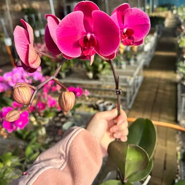 蝴蝶兰.朝阳.中花型.