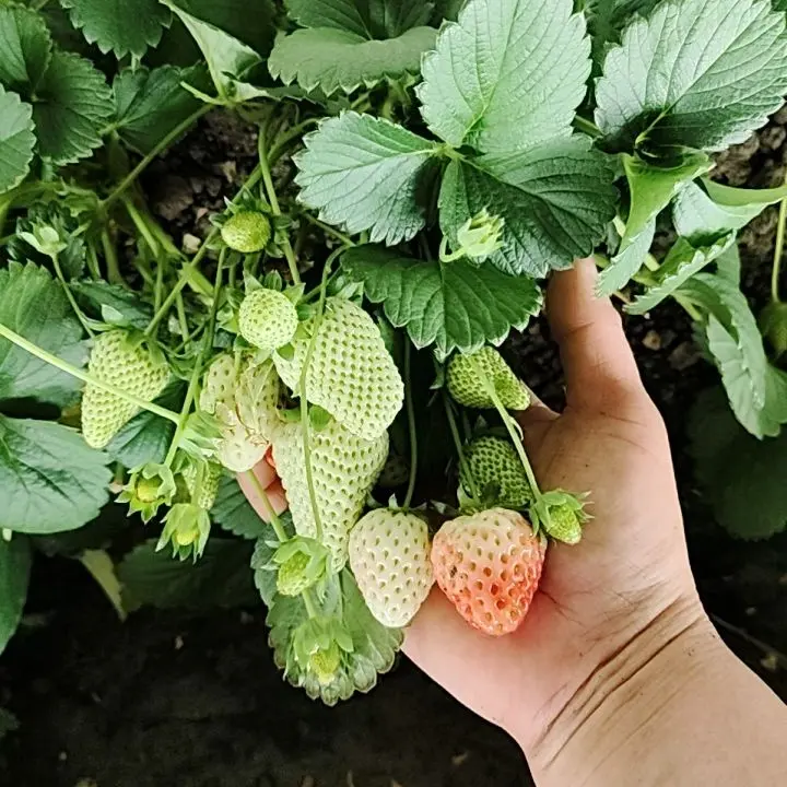 草莓苗带花带果原土发货四季阳台室内外植物当年结果