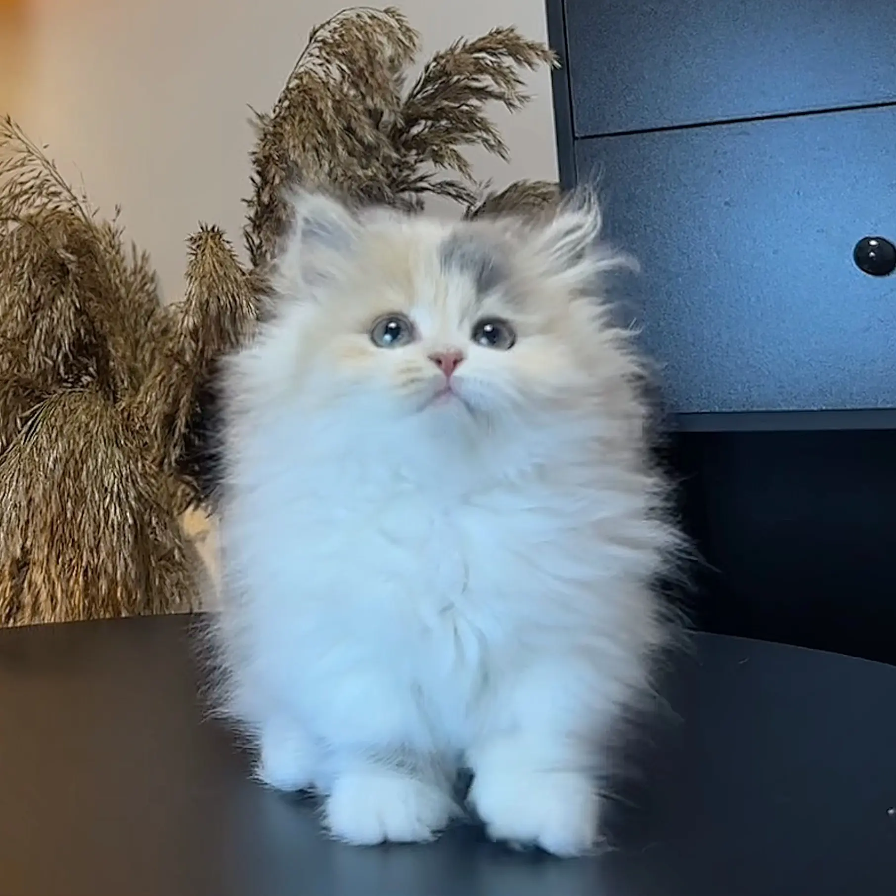 露娜 精品梦幻浪漫淡奶油蓝金三花稀有色