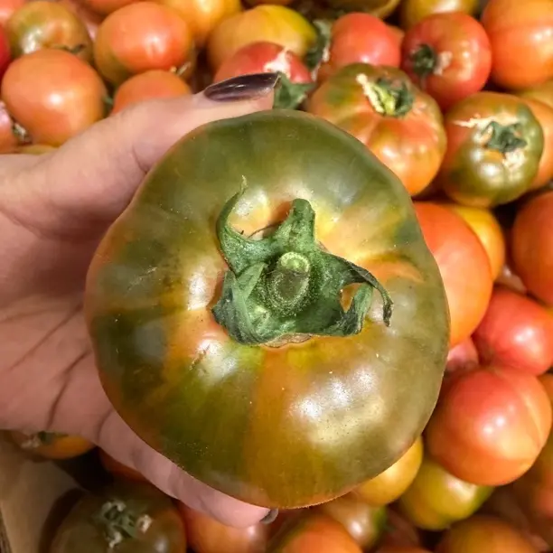 盐碱地现摘铁皮柿子顺丰包邮酸甜可口可生吃