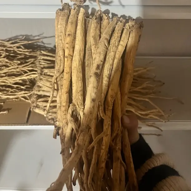 甘肃无硫党参买500g大条送250g小条，买1000g大条送500g小条