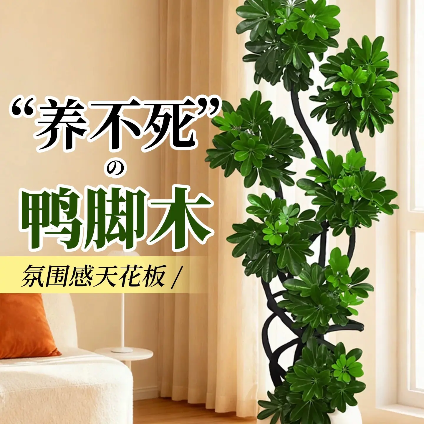 直播间一物一拍单拍无效造型鸭脚木室内客盆栽净化空气好养绿植