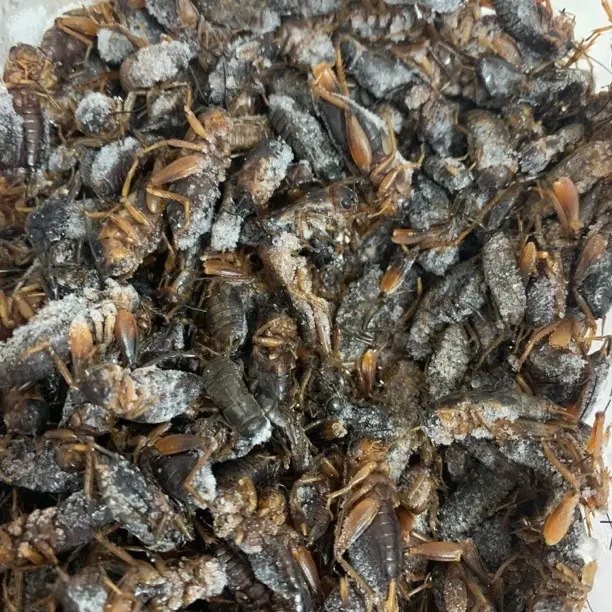 鲜冻蟋蟀冻干蟋蟀冻品冷冻蟋蟀守宫爬宠活冻蟋蟀食用级别绿色卫生