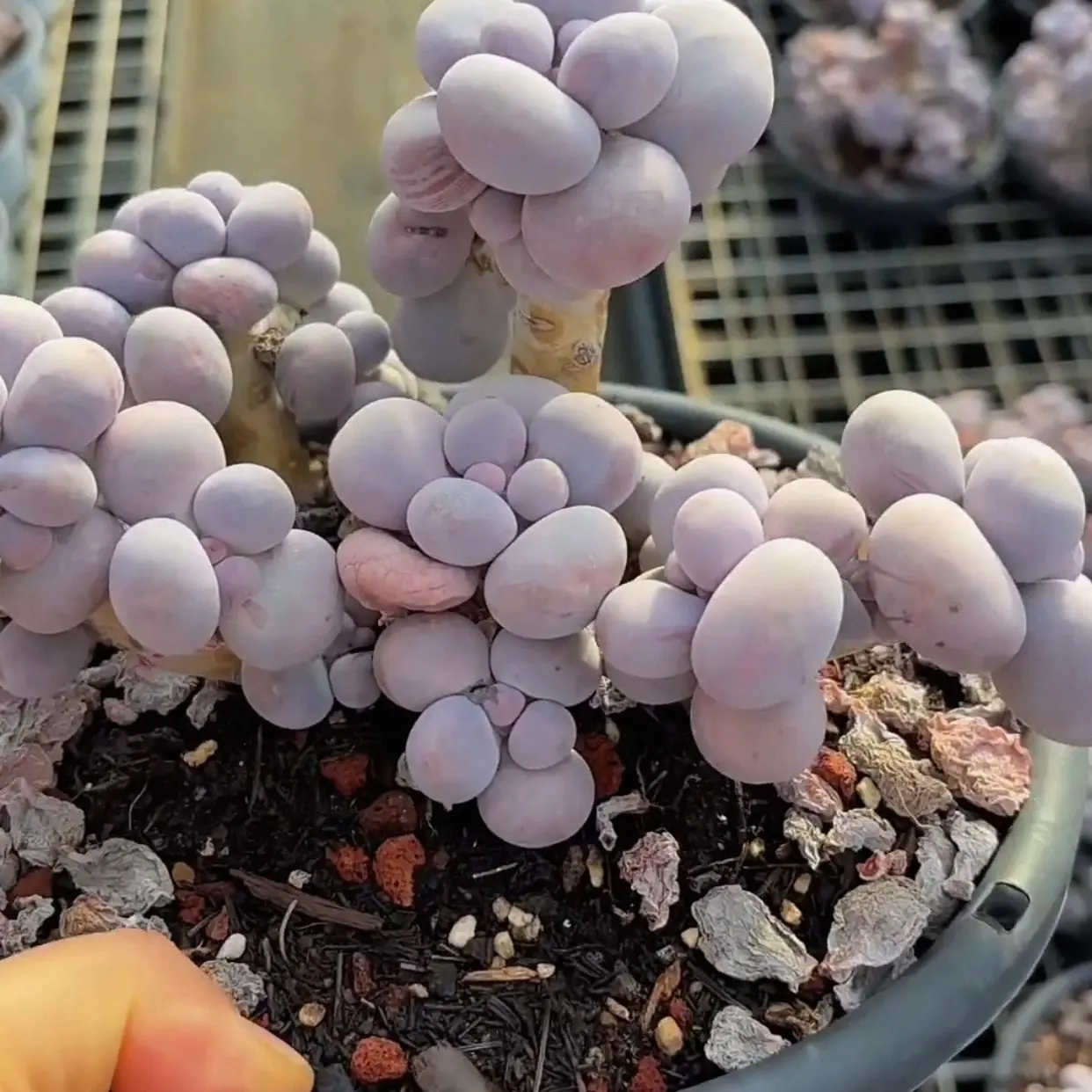 奶酪大老桩群生圆滚滚芭比多肉植物老桩盆栽绿植花卉室内喜阳易活