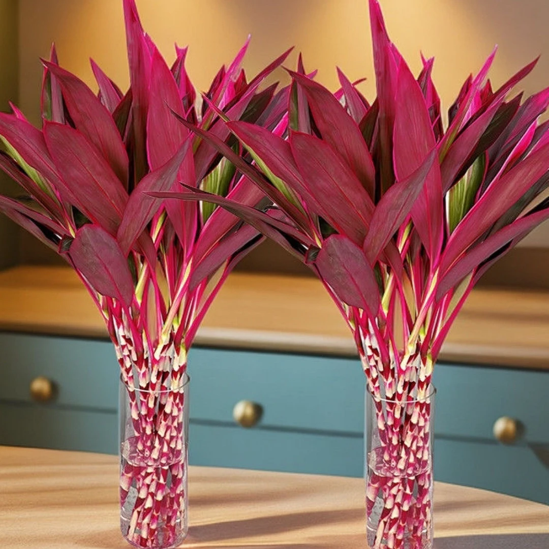 【A级精品】鸿运竹红朱蕉紫竹鸿运当头年宵花室内室外简单好养