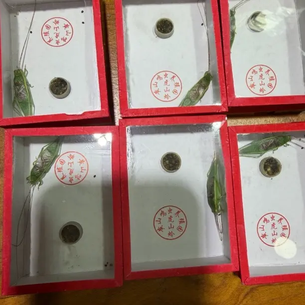 人工虎山单口长须金钟