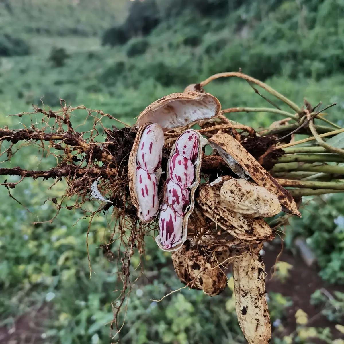云南新鲜七彩花生 农家自种 颗粒饱满水果花生
