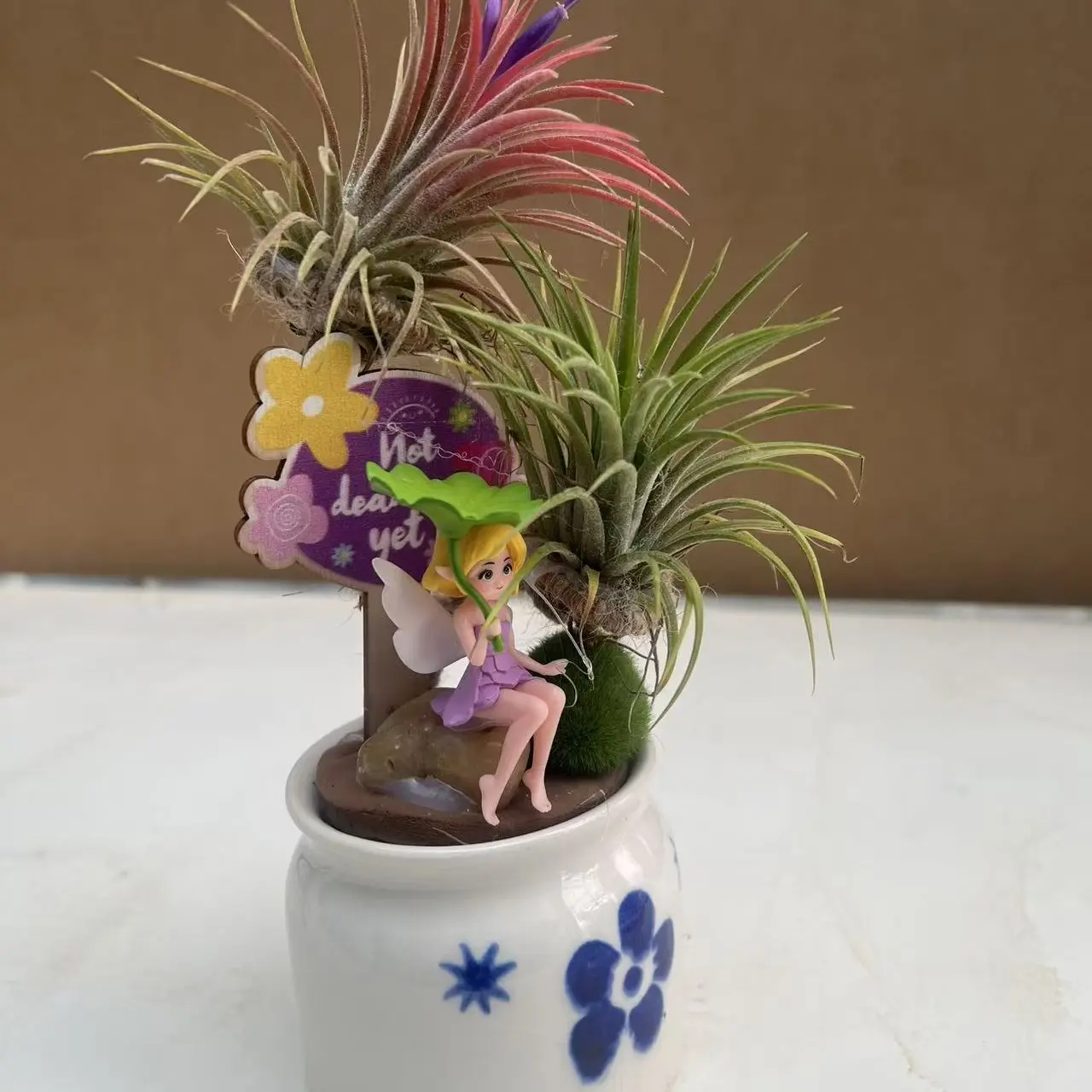 空气凤梨大熊猫桌摆组合美观植物净化空气懒人植物