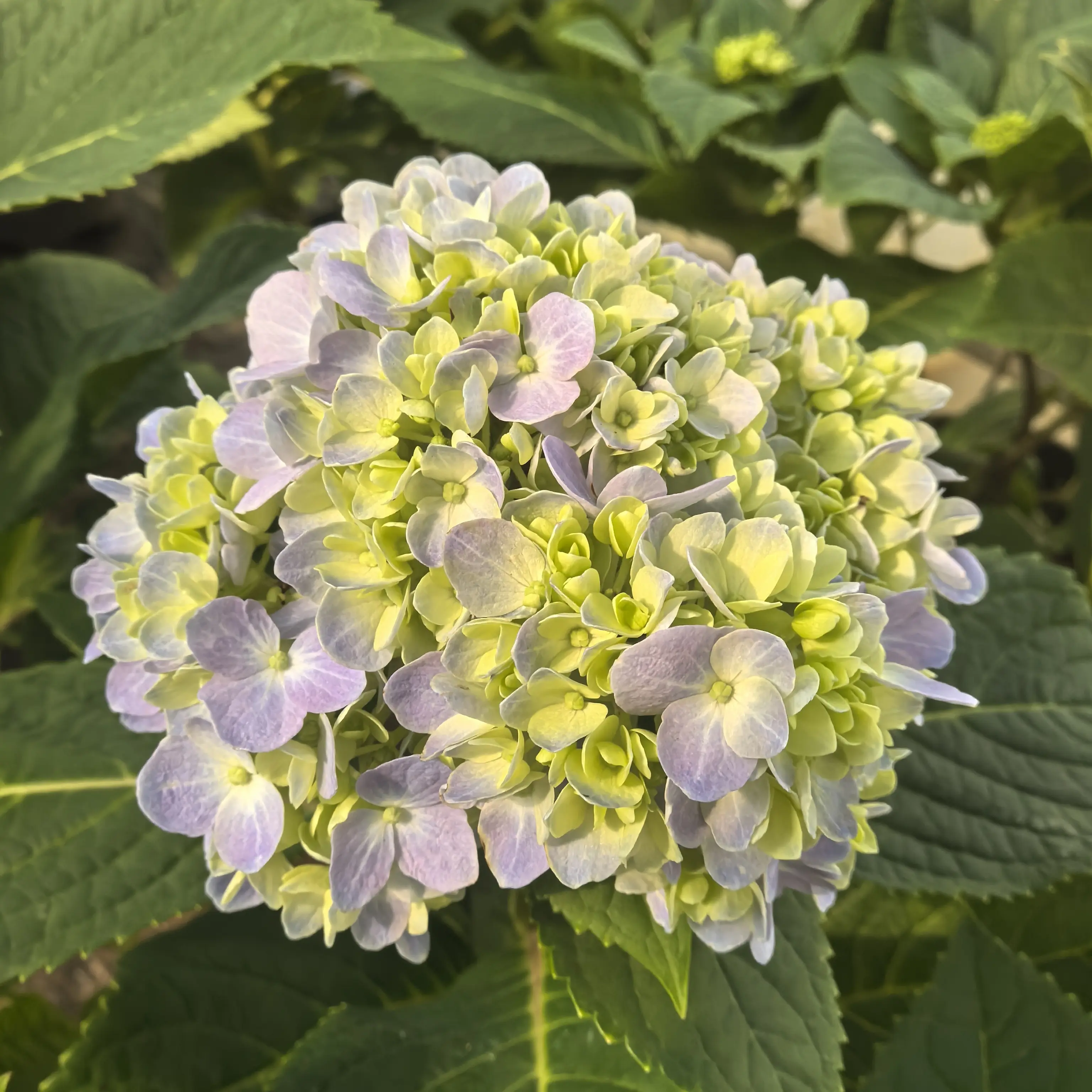 大花重瓣绣球花苗易养护阳台庭院种植花卉绿植盆栽多品小苗