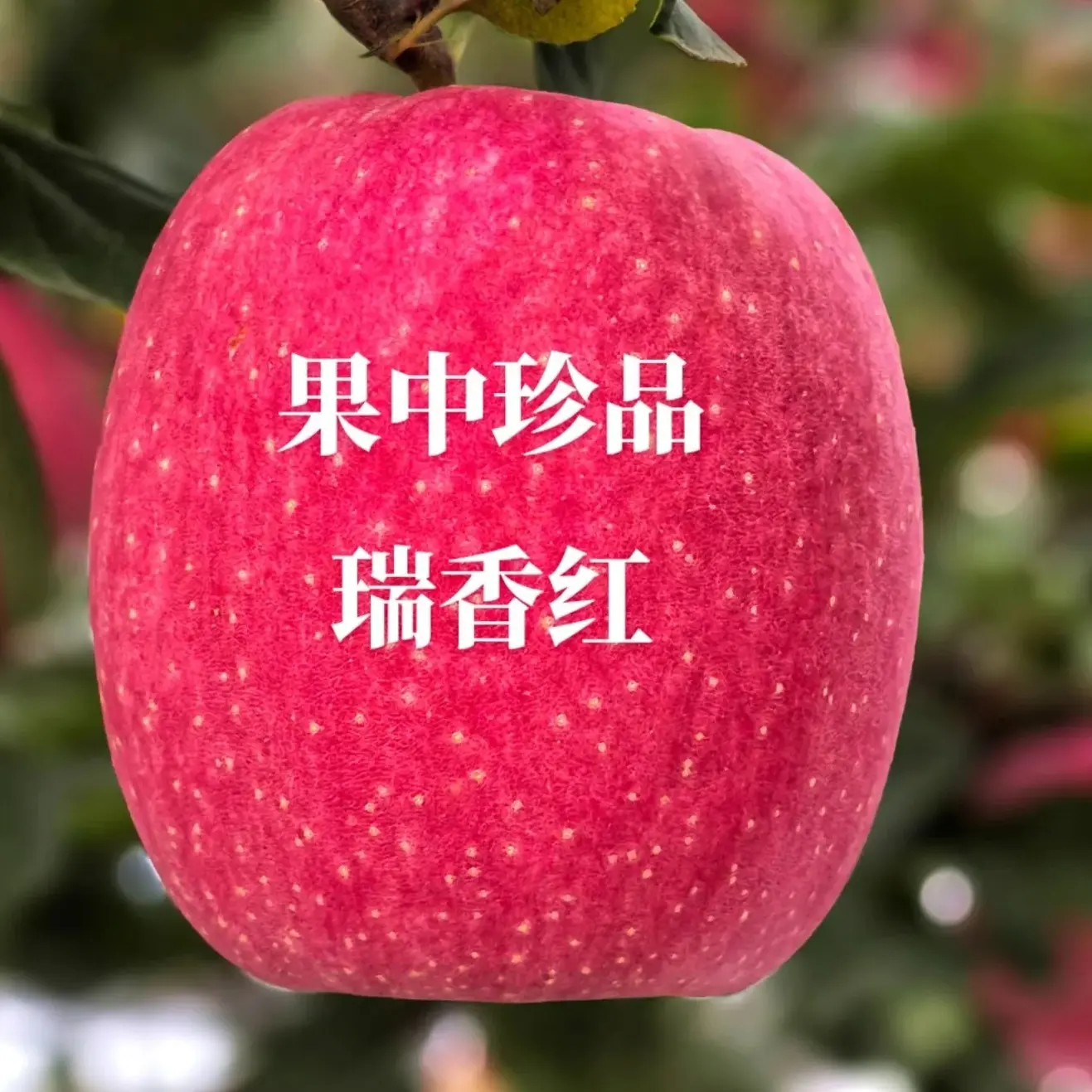 果中珍品瑞香红苹果