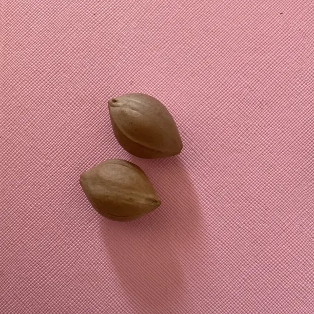 橄榄素核不加工不打孔可用于雕刻