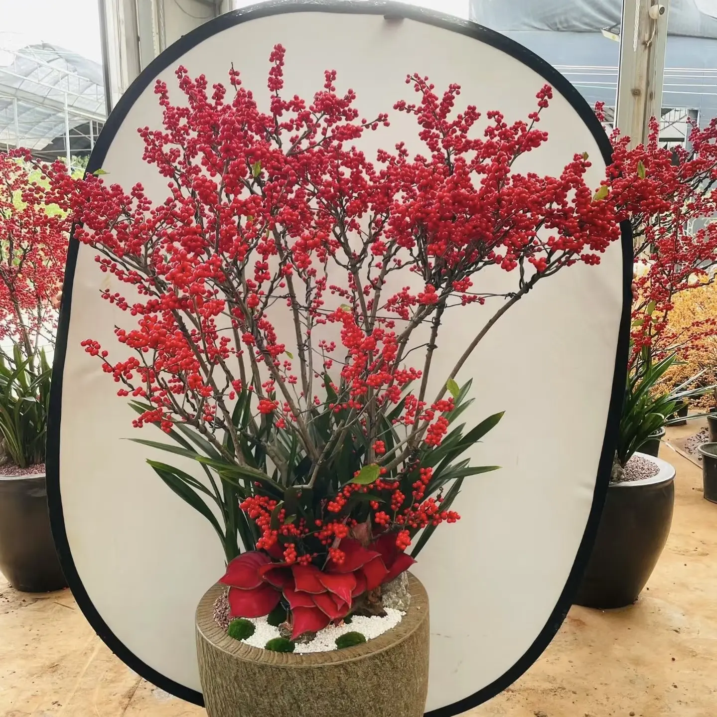 北美冬青年宵花带果发货【掉果不售后】