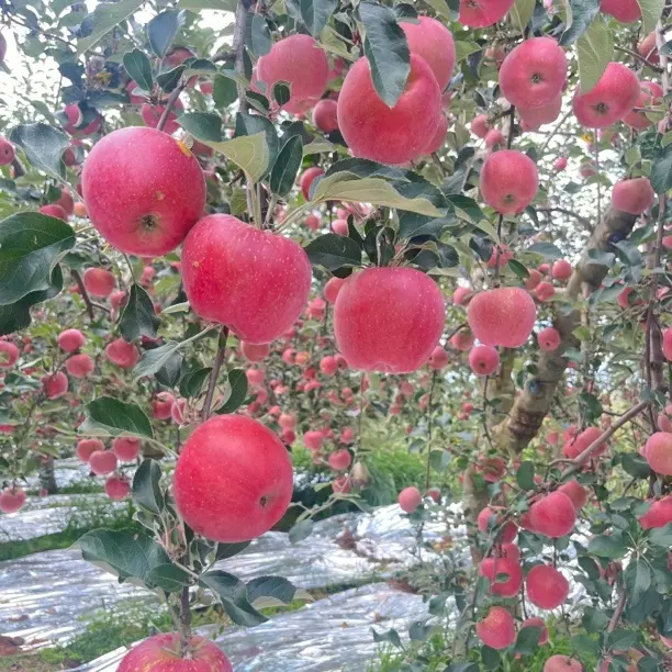 云南昭通冰糖心丑苹果新鲜现摘脆甜多汁水果