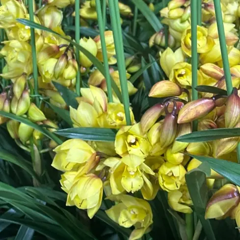 （阿伟家）杨贵妃 大花蕙兰 金黄色