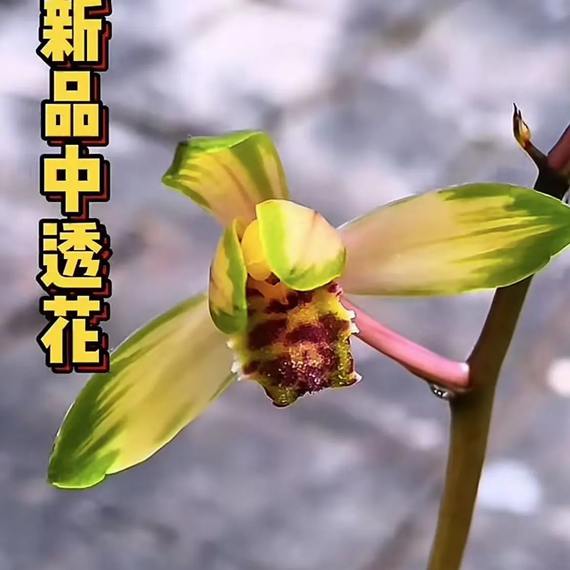 兰花直播间一物一拍