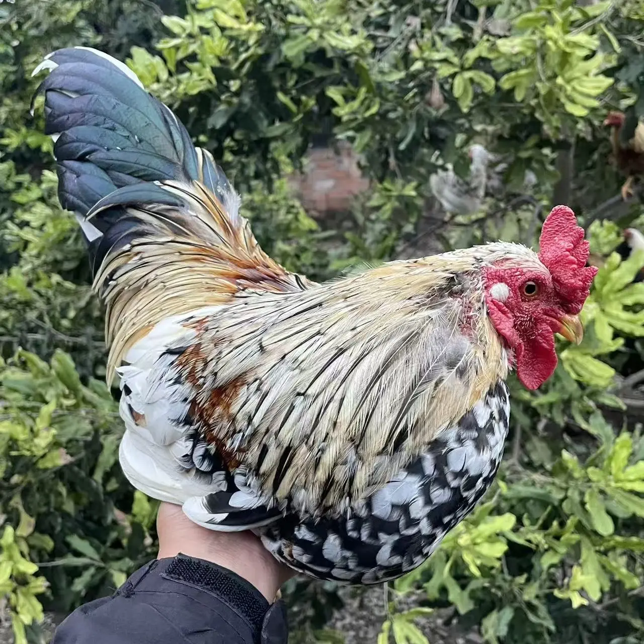 爆花大围山微型小香鸡